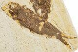 Two Detailed Fossil Fish (Knightia) - Wyoming #234199-3